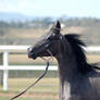 GE Arab filly grey close up side view