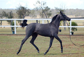 GE Arab filly grey trot side all legs off ground