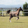 GE Arab rosegrey canter front legs up