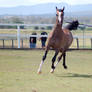 GE Arab rosegrey elevated trot front view