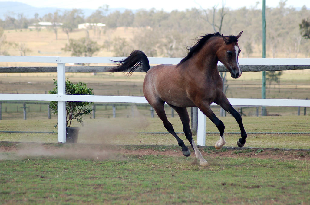 GE Arab rosegrey dainty canter side front view