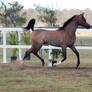 GE Arab rosegrey elevated trot side view