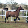 GE arab rosegrey trot side up sideview