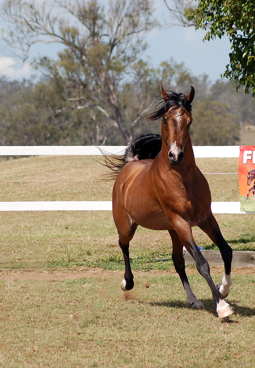 GE Arab bay trot front view impressed with self