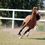 GE Arab bay gallop front view