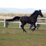 GE Arab black canter side view