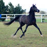 GE Arabian Stallion Black Big Trot