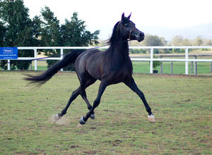 GE Arabian Stallion Black Big Trot