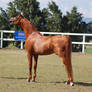 GE Arab chestnut show pose side view