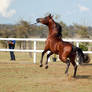 GE Arab darkbay rear leaping sideview