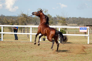 GE Arab darkbay rear leaping sideview