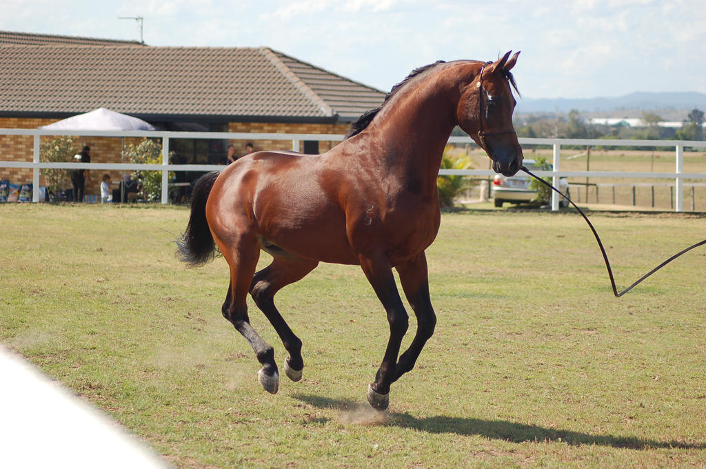 GE Arab bay darkbay canter side view