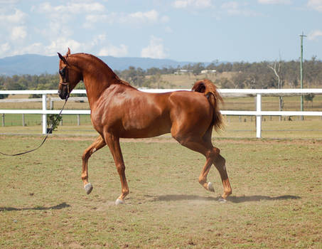 GE Arab chestnut trot neck arc side