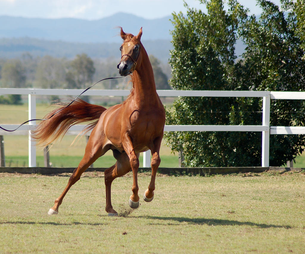 GE Arab chestnut leaping to side front view