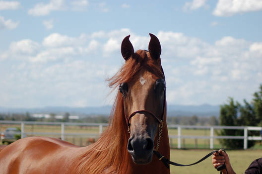 GE Arab chestnut close up  head