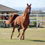 GE Arab chestnut trot front view