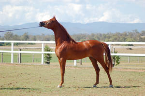 GE Arab chestnut side stand show pose