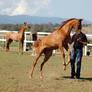 GE Arab chestnut young rear/leap