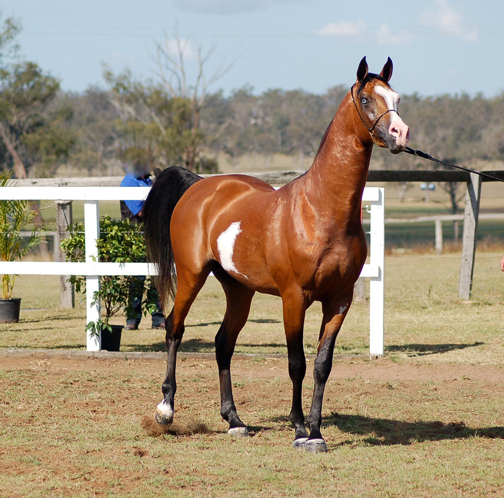 GE Arab pinto stand/walk sideways ears up front 3/