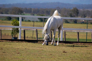 GE Arab white grazing front view