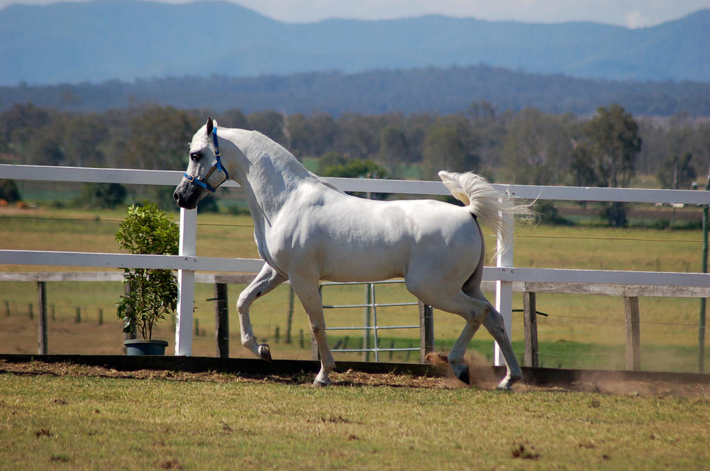 GE Arab white trot side view low qual