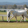 GE Arab white trot head arched side view