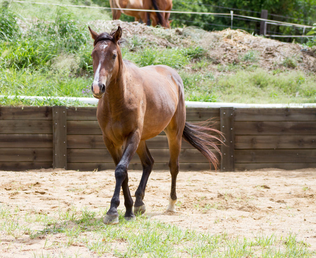 KM Brown trot front view