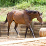 KM TB little trot side view
