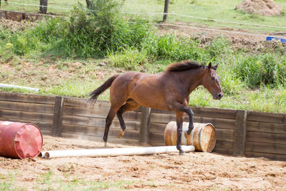 KM TB high trot canter side view