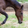 KM TB close up head lowered trot side view