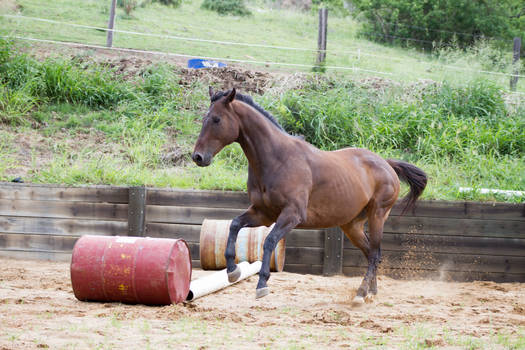 Km TB disunited canter front legs up sid e3/4