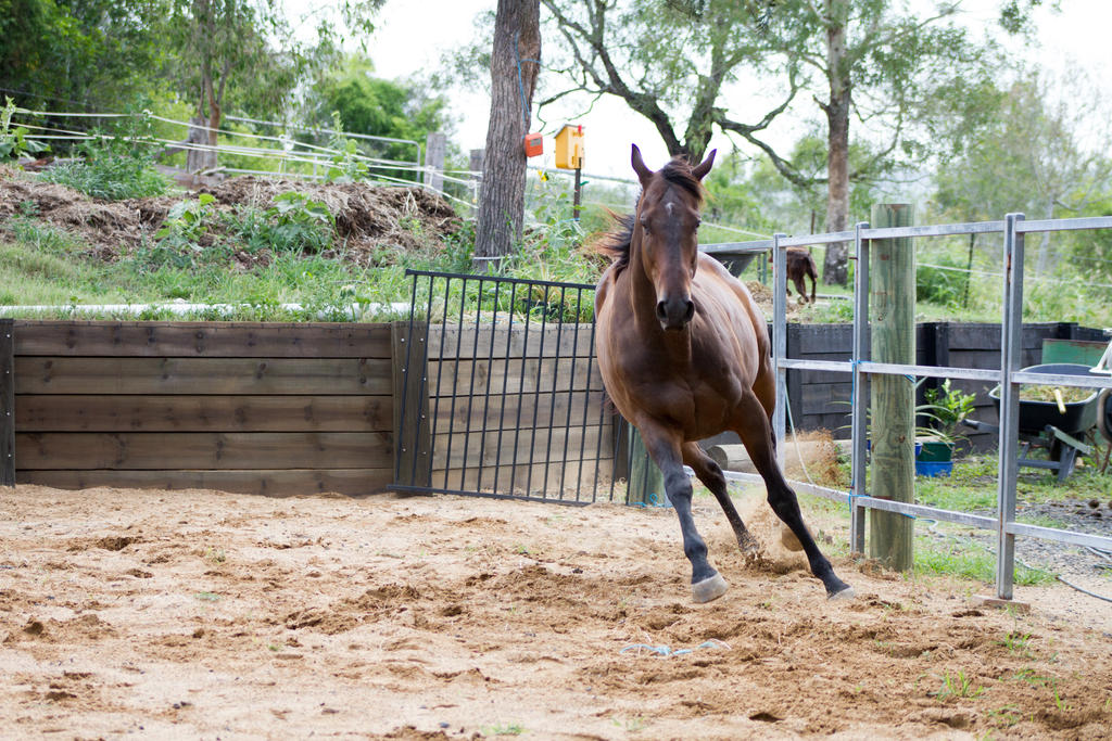 KM TB Canter front view