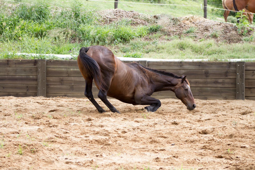 KM Old TB kneeling about to roll side view