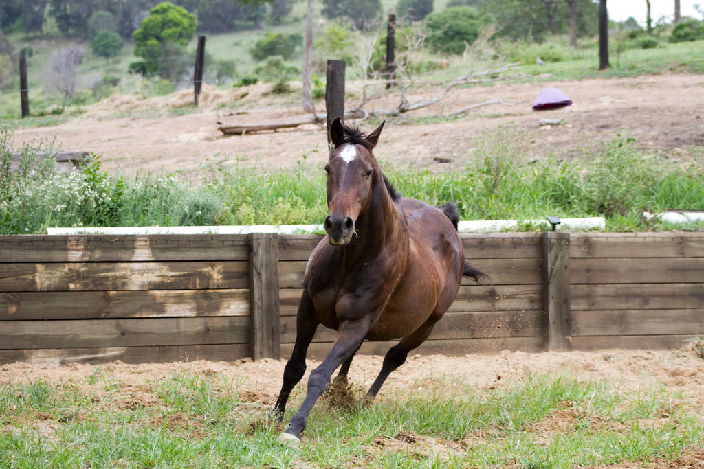 Km Old TB canter front view