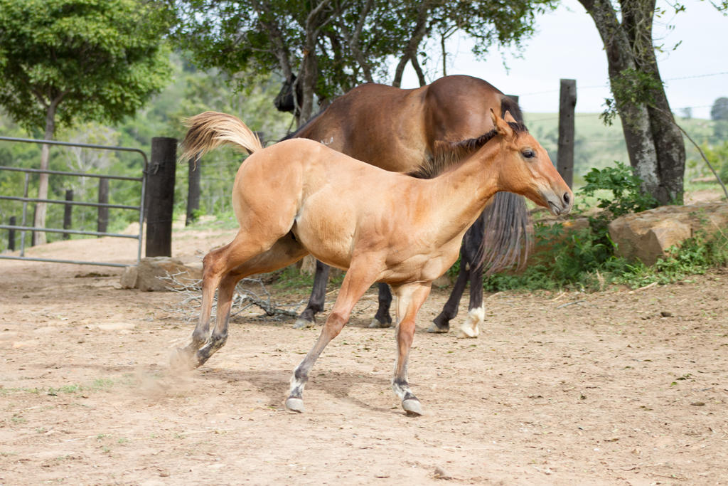 Km foal buckskin canter side view