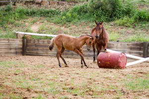 Km Foal buckskin shying sdie view