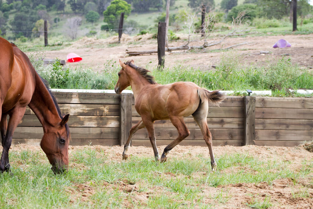 KM Foal Buckskin troting sidebehind view