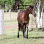 Dn black pony walk front view