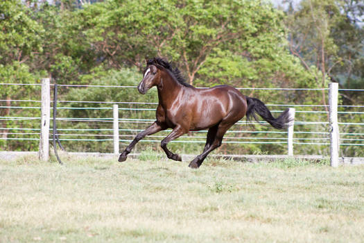 Dn black pony gallop side 3/4 view