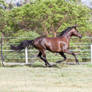 Dn black pony gallop side view