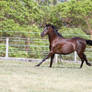 Dn black pony canter head up side view