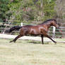 Dn black pony gallop stretched out side view