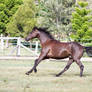 Dn black pony canter side view