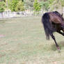 Dn black pony kicking out view behind