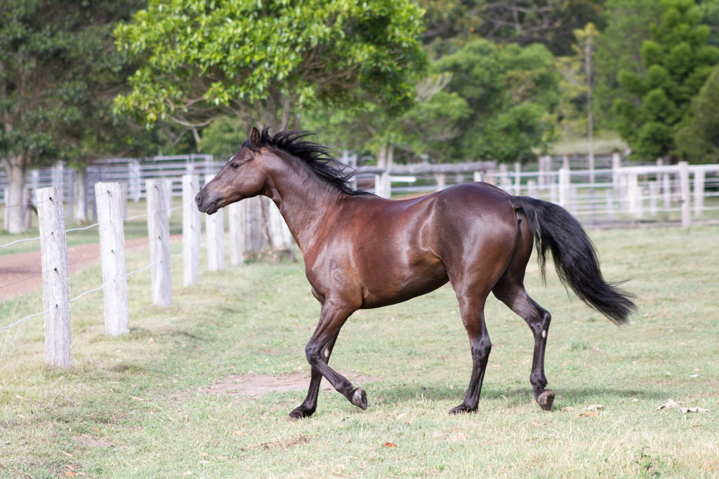 Dn black pony trot side view