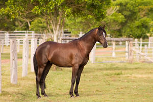 Dn Stud Photo - Black Pony