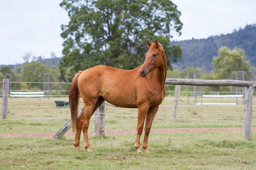 Dn Warmblood Chestnut standing side view