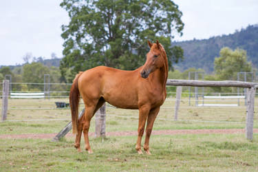 Dn Warmblood Chestnut standing side view