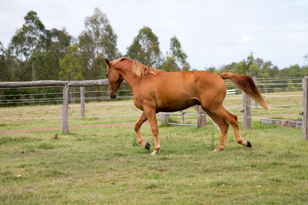 Dn wb chestnut trot side view neck arch