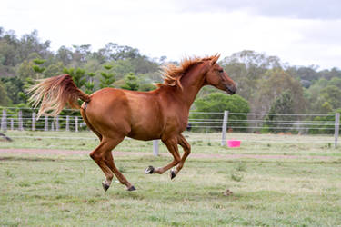 Dn Wb chestnut gallop all legs up